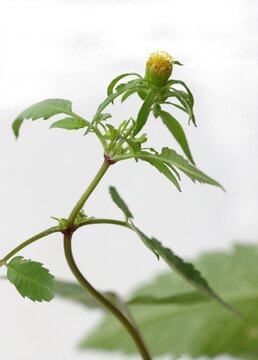 wild plant -Bidens tripartita-devils pitchfork with small,yellow flowers close up