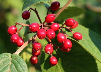 red fruits and green foliage of Viburnum dilatatum. close up