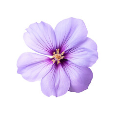 violet flower isolated on transparent background