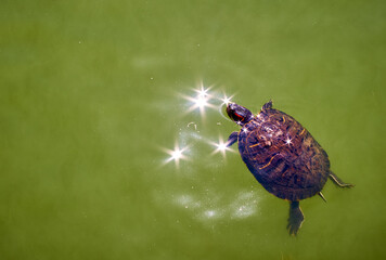 turtle in the laku