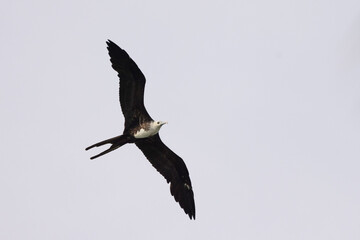 A magnificent frigatebird (Fregata magnificens) in flight above coastal Sarasota, Florida, after the nearby passage of Hurricane Idalia in 2023.