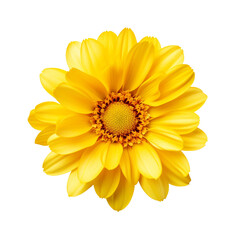 yellow gerber daisy isolated on transparent background