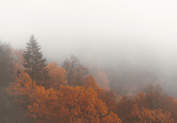 Misty and foggy forest, fall background