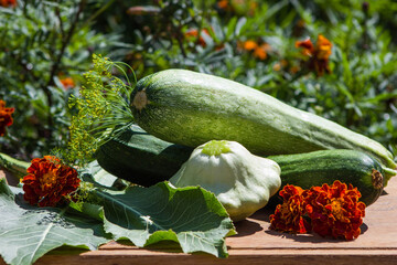 autumn still life with zucchini and squash, background with fresh vegetables