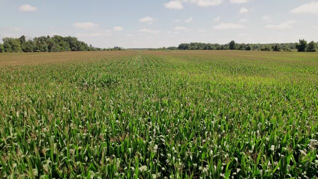 Cornfield with tall grass, corn, and trees in large farm field and agriculture land in Midwestern state of Ohio, United States from a drone aerial view of green lands