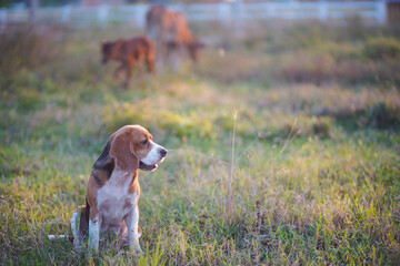 A tri-color beagle dog watches over cows in the field on sunny day.