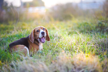 A tri-color beagle is  yawning while lying on the the grass field in the farm on sunny day,shoot with shallow depth of field focus on face and eyes.
