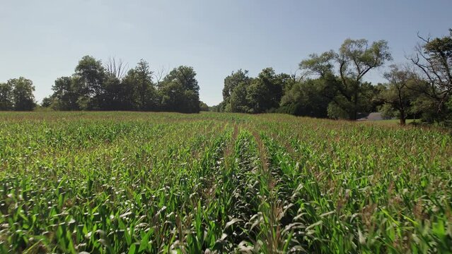 Cornfield with tall grass, corn, and trees in large farm field and agriculture land in Midwestern state of Ohio, United States from a drone aerial view of green lands
