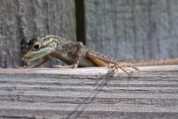 Outdoor backyard photos of Florida wildlife. Mostly lizard watching and climbing in trees and bushes. Simple and clean photos of lizards and other small animals.