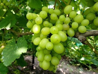 A bunch of juicy white grapes on a vine among green leaves. Cultivation of table grape varieties.