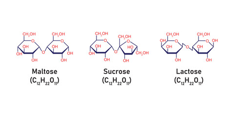 Disaccharides Types Concept Design. Vector Illustration.