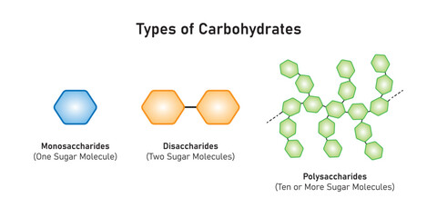 Carbohydrates Types Concept Design. Vector Illustration.