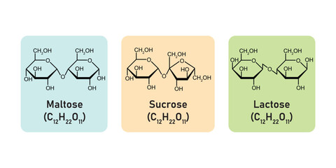 Disaccharides Types Concept Design. Vector Illustration.