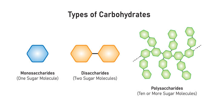 Carbohydrates Types Concept Design. Vector Illustration.