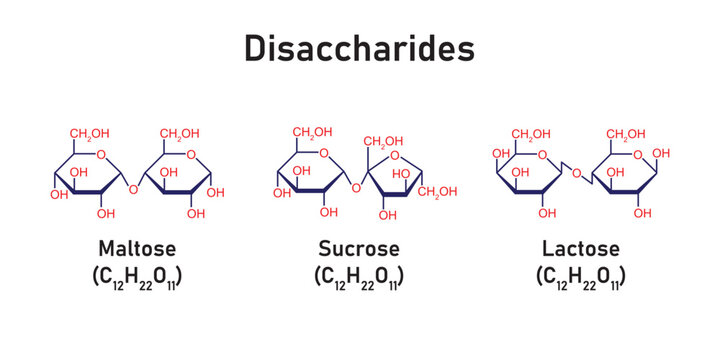 Disaccharides Types Concept Design. Vector Illustration.