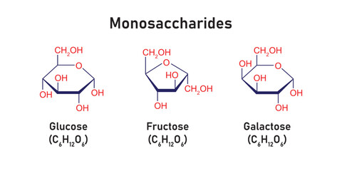 Monosaccharides Types Concept Design. Vector Illustration.