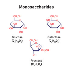 Monosaccharides Types Concept Design. Vector Illustration.