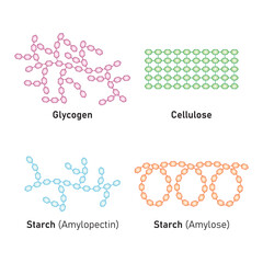 Polysaccharides Types Concept Design. Vector Illustration.