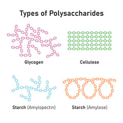 Polysaccharides Types Concept Design. Vector Illustration.