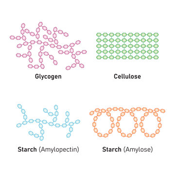 Polysaccharides Types Concept Design. Vector Illustration.