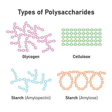 Polysaccharides Types Concept Design. Vector Illustration.