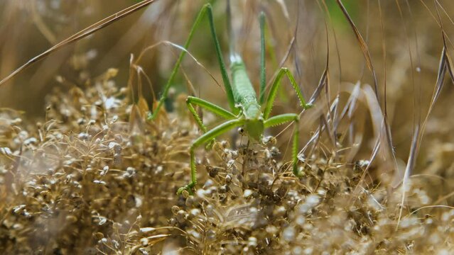 Close up of Saga pedo in the dry grass
