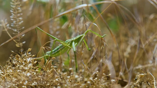 Close up of Saga pedo in the dry grass