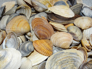 Group of shells from the Black Sea
