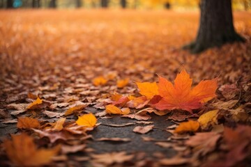 autumn leaves on the ground