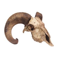 Photo of a goat or sheep skull with horns