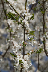 Cherry tree branch with white flowers blooming on a spring day in rural Germany.