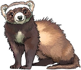 Smiling friendly ferret for kids and teenagers
