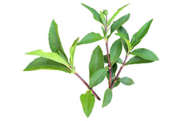 white Eclipta Alba flower with morning dew drops isolated transparent background png