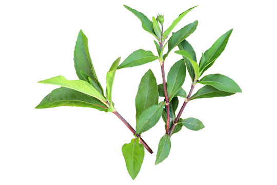 white Eclipta Alba flower with morning dew drops isolated transparent background png