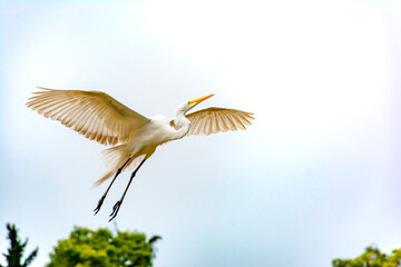 white heron in flight. crane spreading its wings toward the white sky. bird flying. white bird flying in the sky.