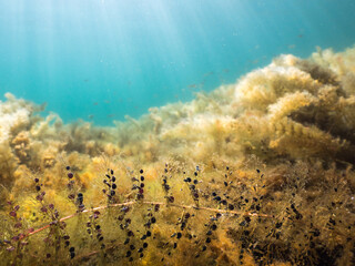 Fototapeta na wymiar Bladderwort carnivorous plant underwater