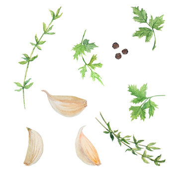 Watercolor illustration of garlic, pepper, thyme and persley. Botanical illustration. Food painting. Clip art for menu, cooking book, lable, packing of fresh goods, vegan products, vegetable shops
