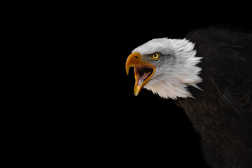 Screaming bald eagle