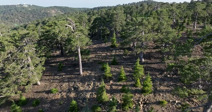 Aerial view of a beautiful pine forest on Mount Olympus in Cyprus. High quality 4k footage