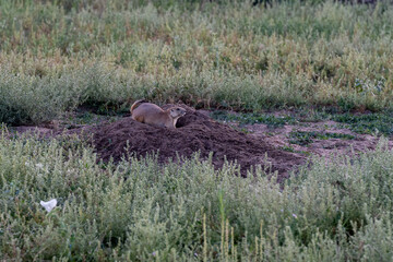Prairie Dogs at Rocky Mountain Arsenal National Wildlife Refuge