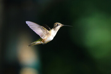 Ruby throated hummingbird in flight. 