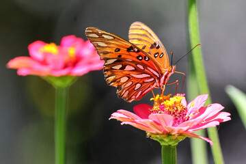Obraz premium Orange butterfly on pink flower Zenia. 