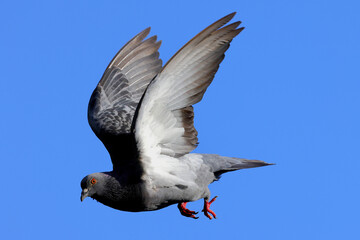 Pigeon in flight, against blue sky. 