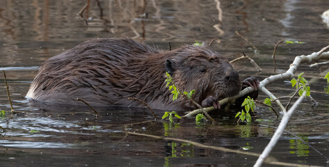 Beaver in a lake eating close up