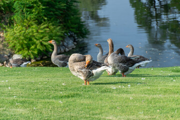 Geese are cleaning their feathers near lake in park. Greylag goose is species of large in waterfowl family anatidae. Domestic bird anser anser pluck and purify fluff among green lawn. Life poultry.