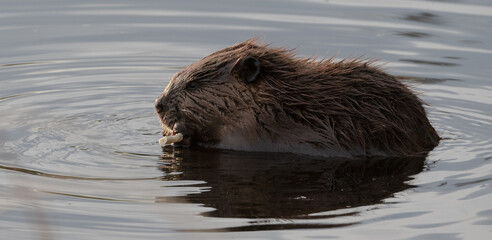 Beaver in a lake eating close up