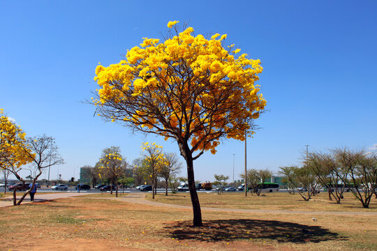 Ipês Amarelo em Brasília
