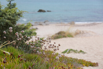 Wild flowers on the beach in Sardinia with blue ocean
