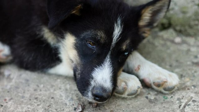 stray husky dog with two different colored eyes, heterochromia dysfunction.cute dog outside lying on road, street. kid cute boy child petting animal.black and white photo, colorful eyes close up 4k