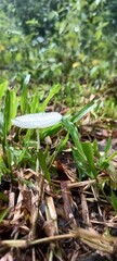mushroom in the forest